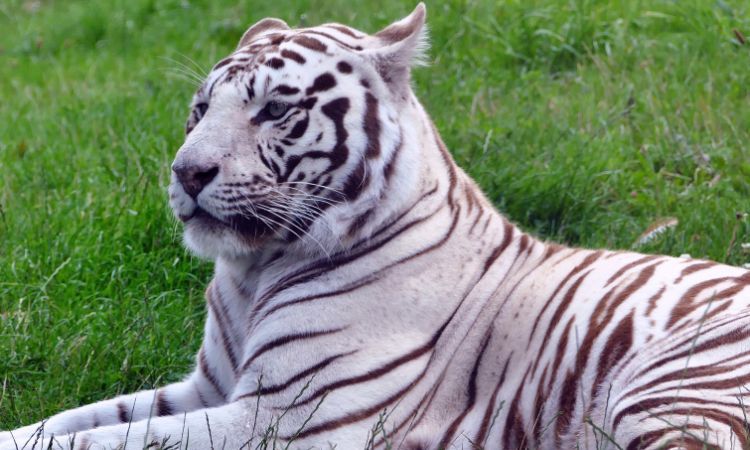 ARTÍCULOS DE ANIMALES: Últimas NOTICIAS y CURIOSIDADES