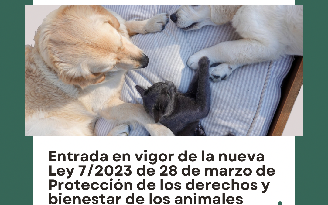 Cuáles son los derechos clave de la ley de protección animal en 2023