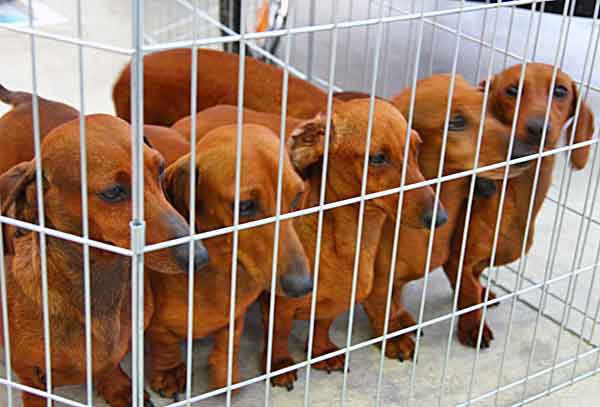 Es legal la venta de perros entre particulares en mi país