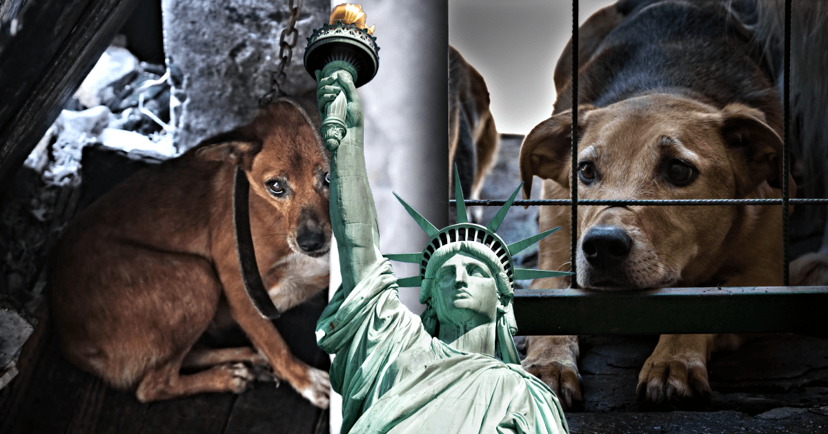 leyes contra el maltrato animal en ee uu causas y penas
