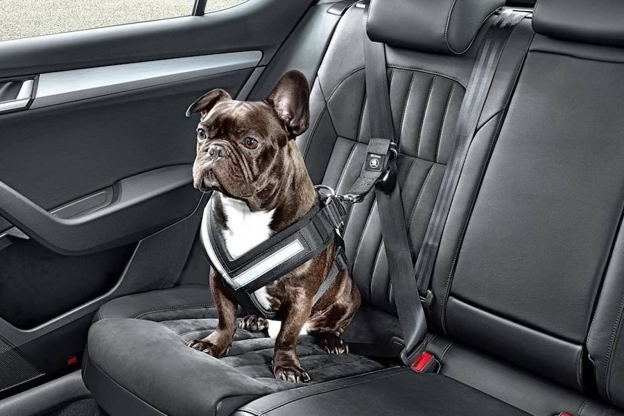 Perros en el coche: NORMATIVA y Seguridad Esencial