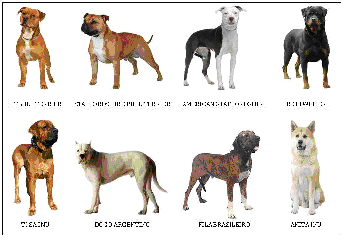 Perros RAZAS PELIGROSAS EN ESPAÑA: Obligaciones Legales