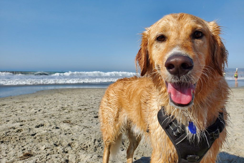 Puedo llevar a mi perro a la playa en España según la normativa