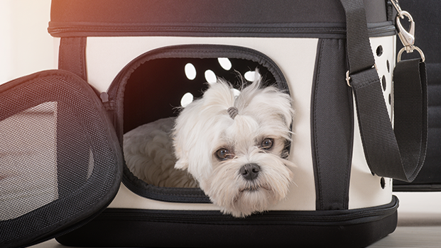 Puedo llevar PERROS en el autobús URBANO LEGALMENTE