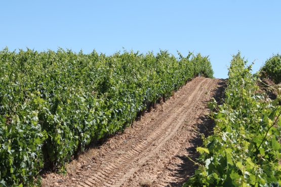 Qué es la Sociedad Agraria de Transformación (SAT) y cómo ayuda en España