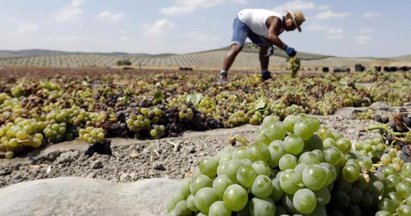 Qué es y cuáles son los beneficios del subsidio agrario para trabajadores eventuales
