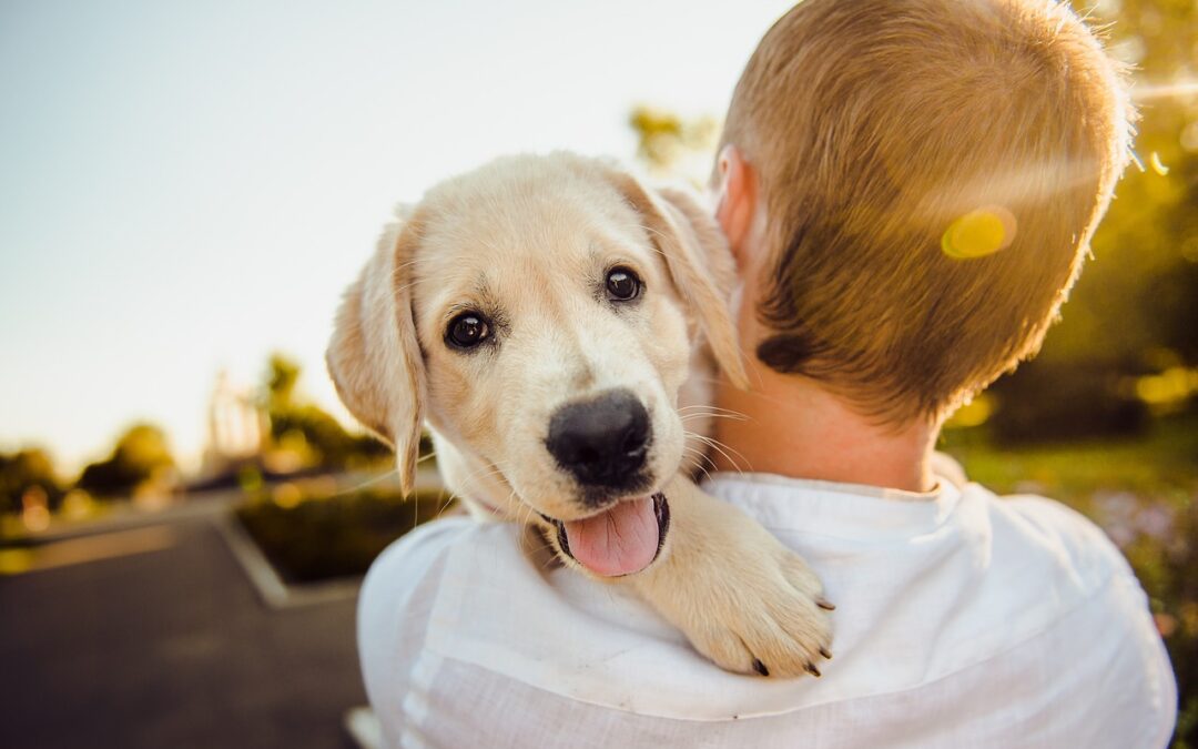 Responsabilidades LEGAL de tener una MASCOTA: Guía Esencial